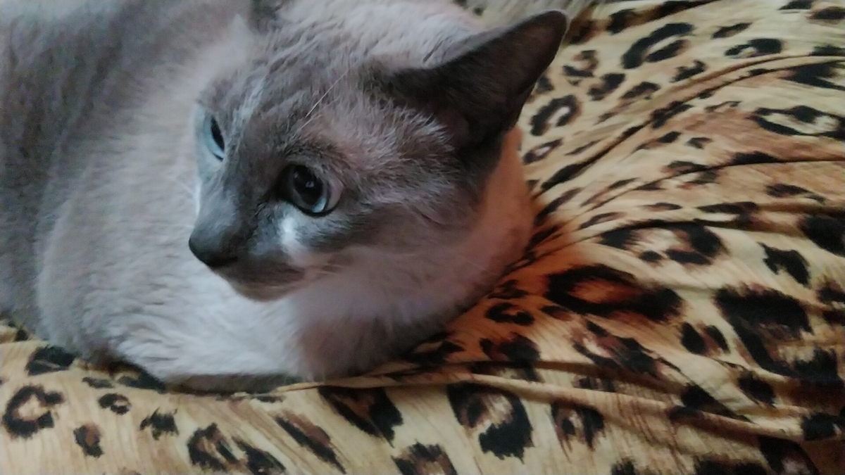 f:id:nyannkorinn:20210709180037j:plain