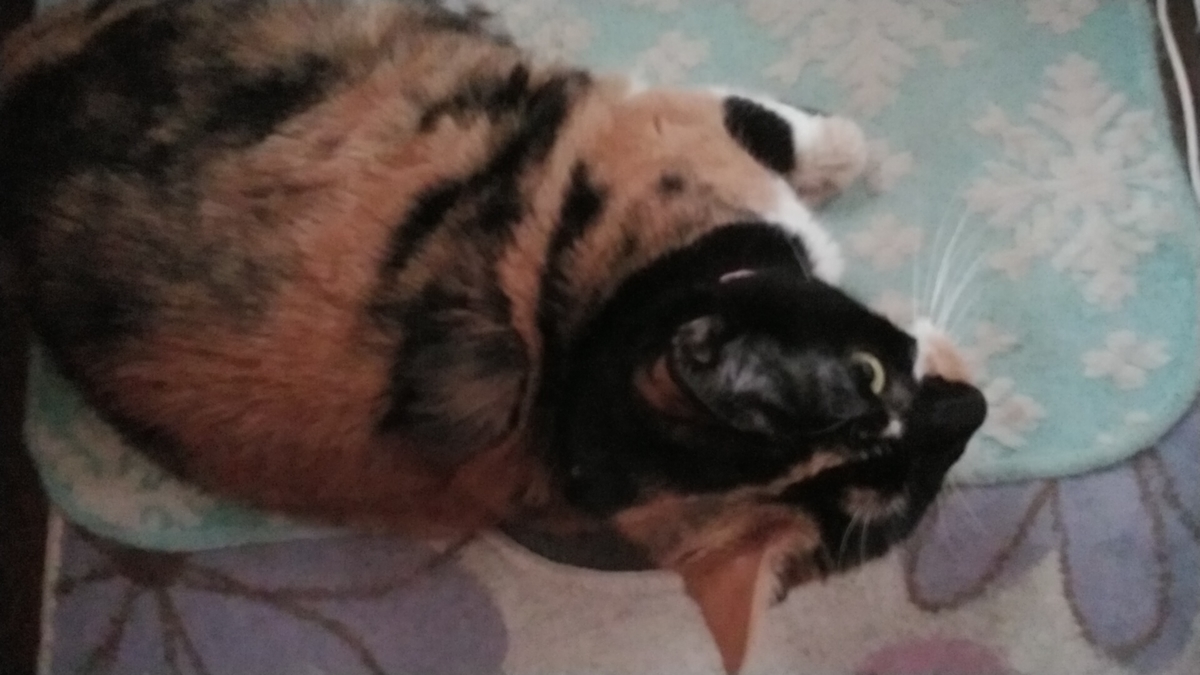 f:id:nyannkorinn:20210904134927j:plain