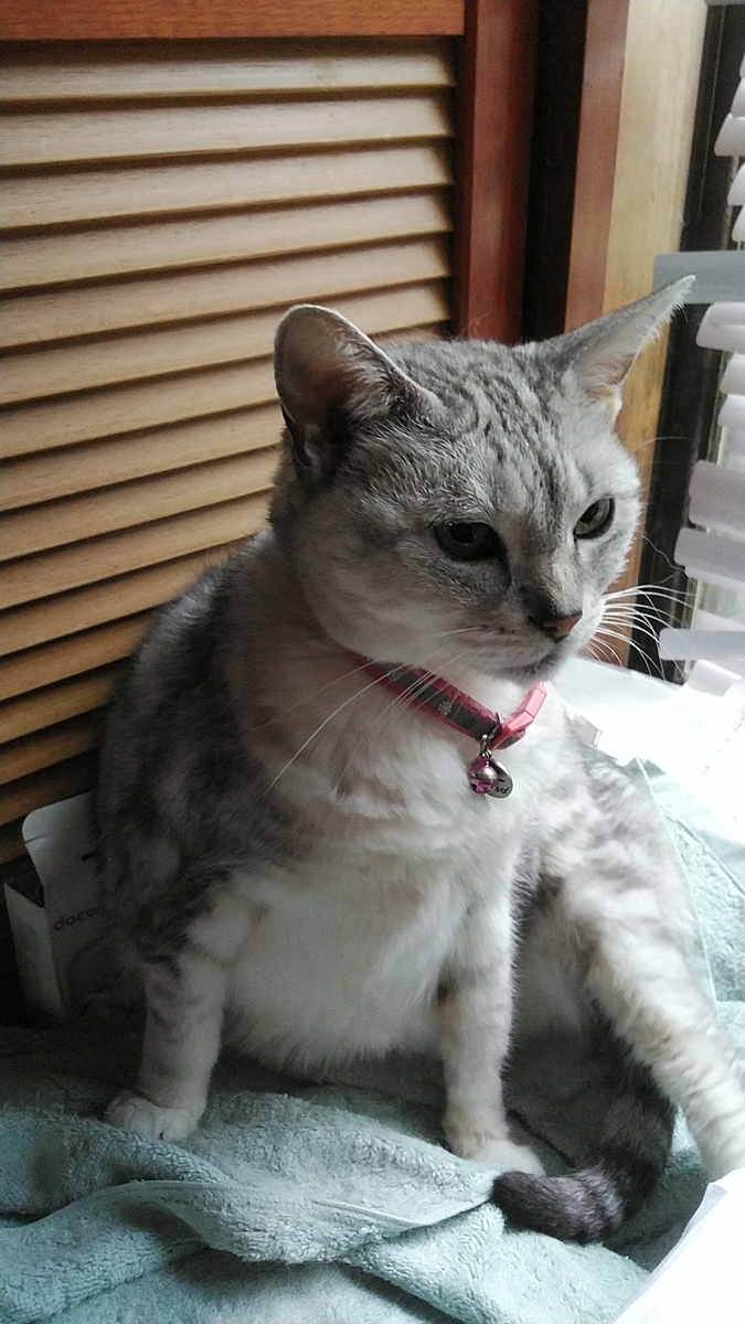 f:id:nyannkorinn:20210904135034j:plain