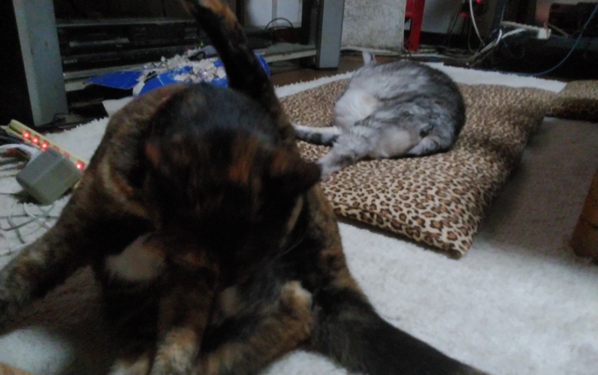 f:id:nyannkorinn:20211003140030j:plain