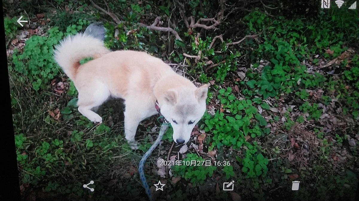 f:id:nyannkorinn:20211027174446j:plain