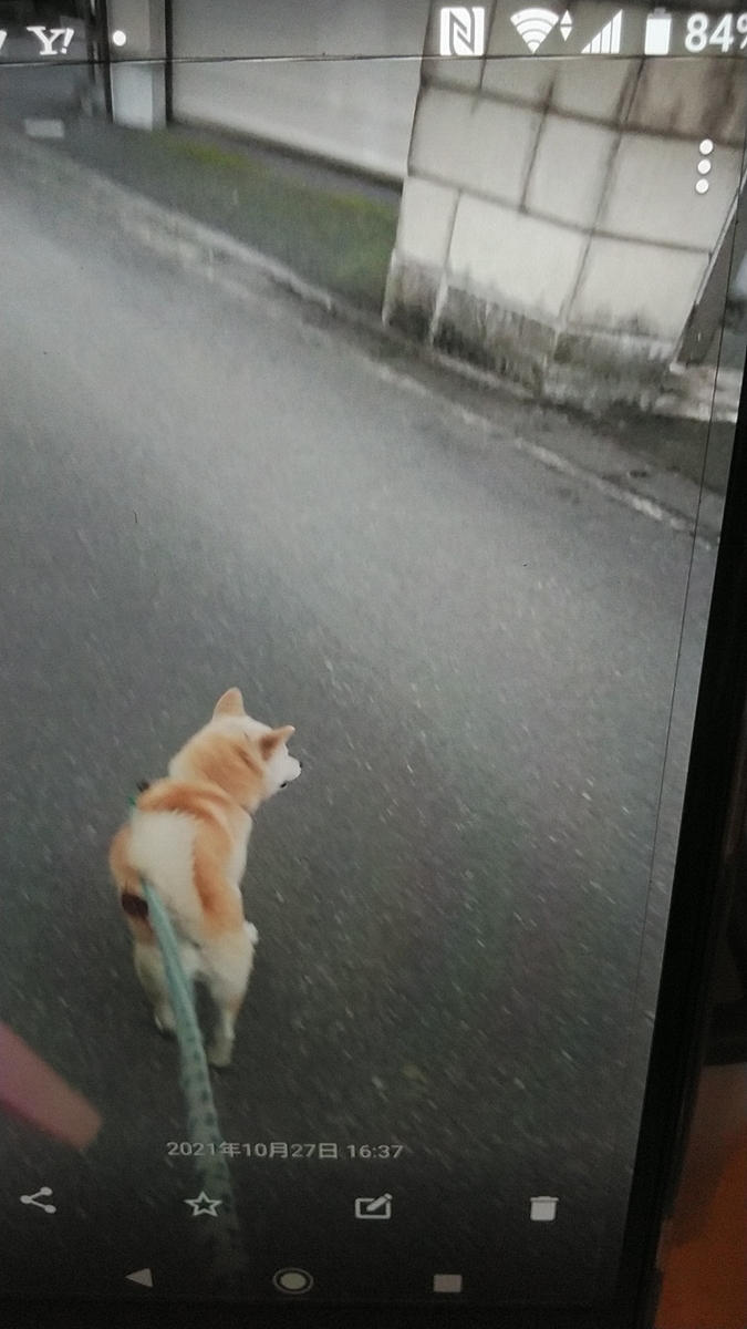 f:id:nyannkorinn:20211027174522j:plain