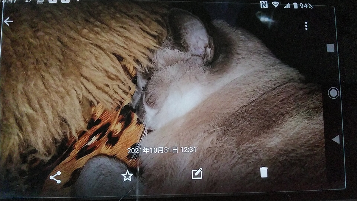 f:id:nyannkorinn:20211031134733j:plain