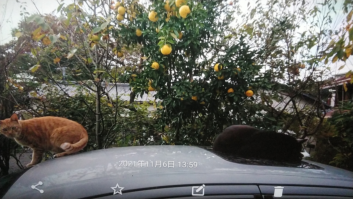 f:id:nyannkorinn:20211106145639j:plain