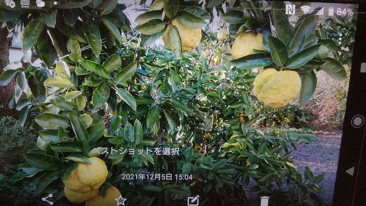 f:id:nyannkorinn:20211205161443j:plain