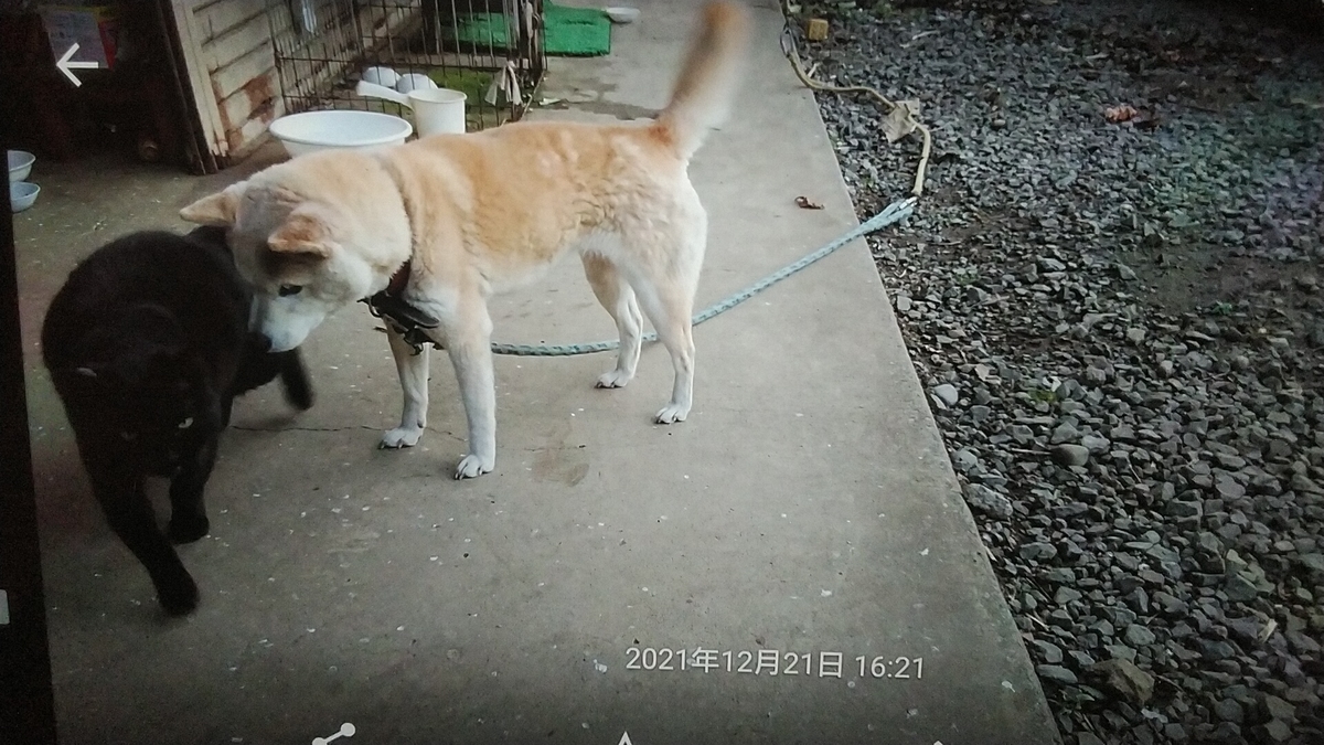 f:id:nyannkorinn:20211221165208j:plain