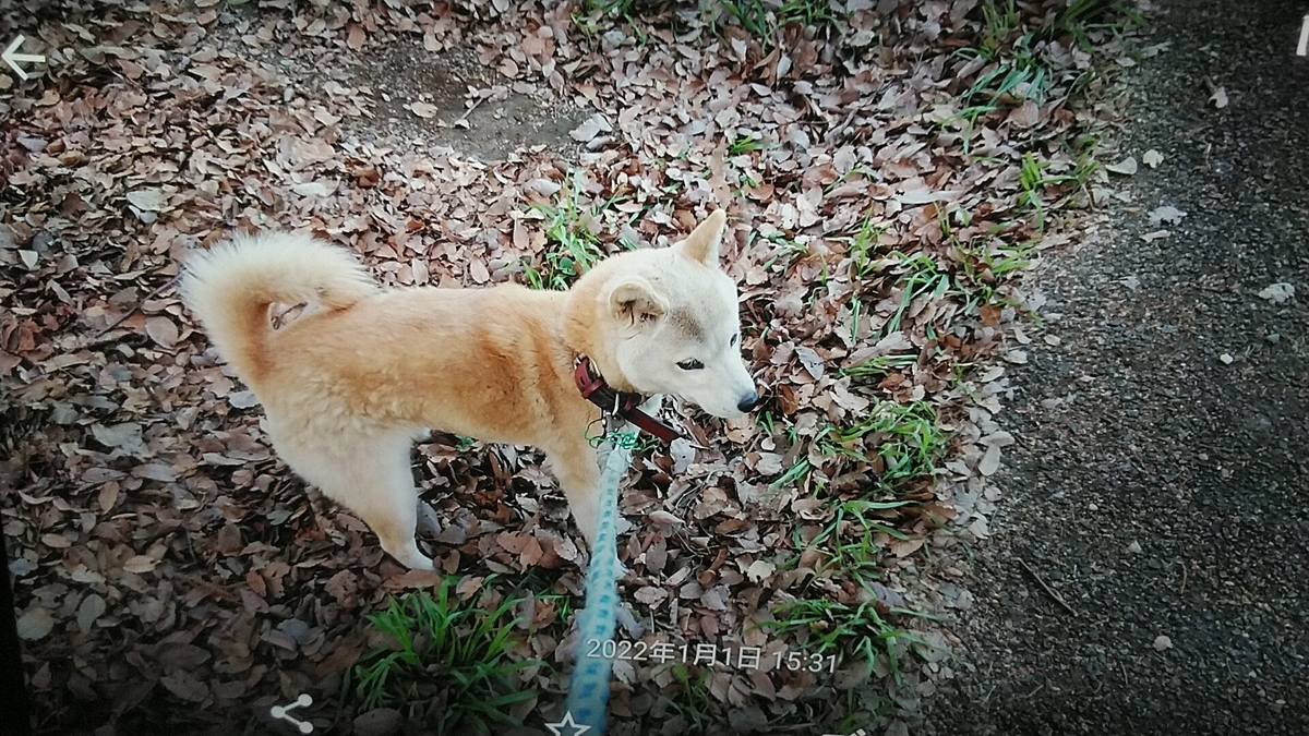 f:id:nyannkorinn:20220101161403j:plain