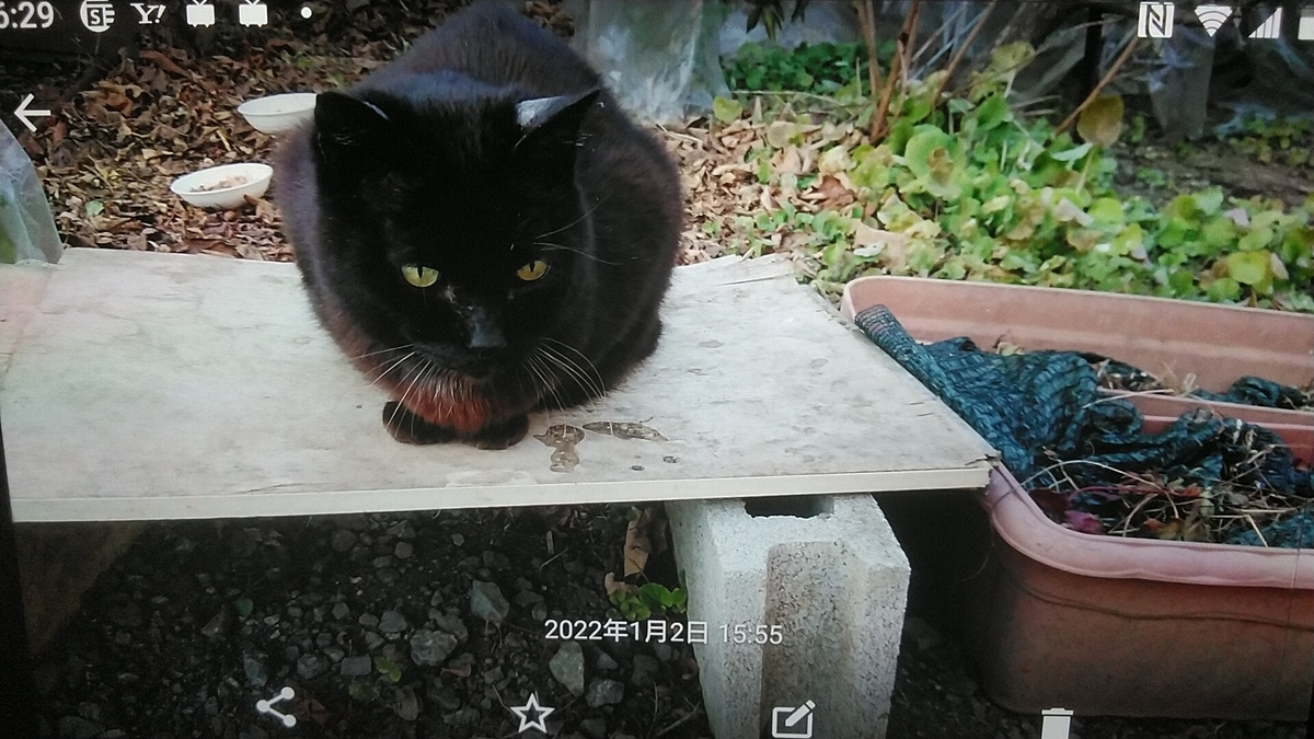 f:id:nyannkorinn:20220102162937j:plain