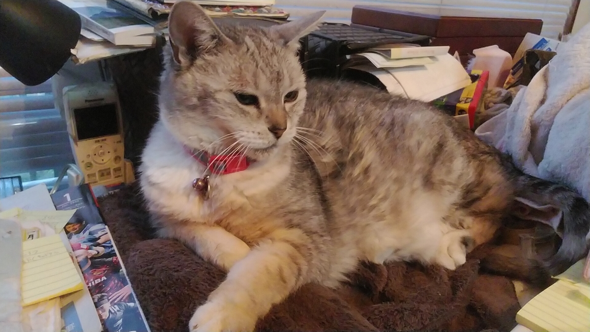 f:id:nyannkorinn:20220105164308j:plain