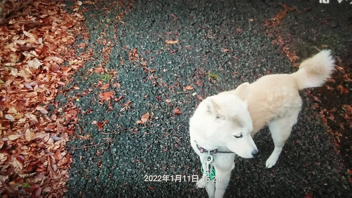 f:id:nyannkorinn:20220111164903j:plain