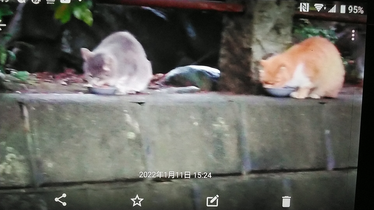 f:id:nyannkorinn:20220111164930j:plain