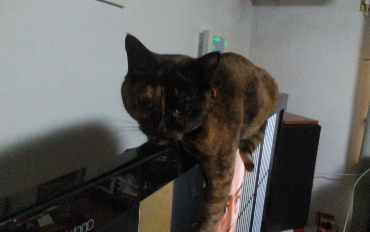 f:id:nyannkorinn:20220118174326j:plain