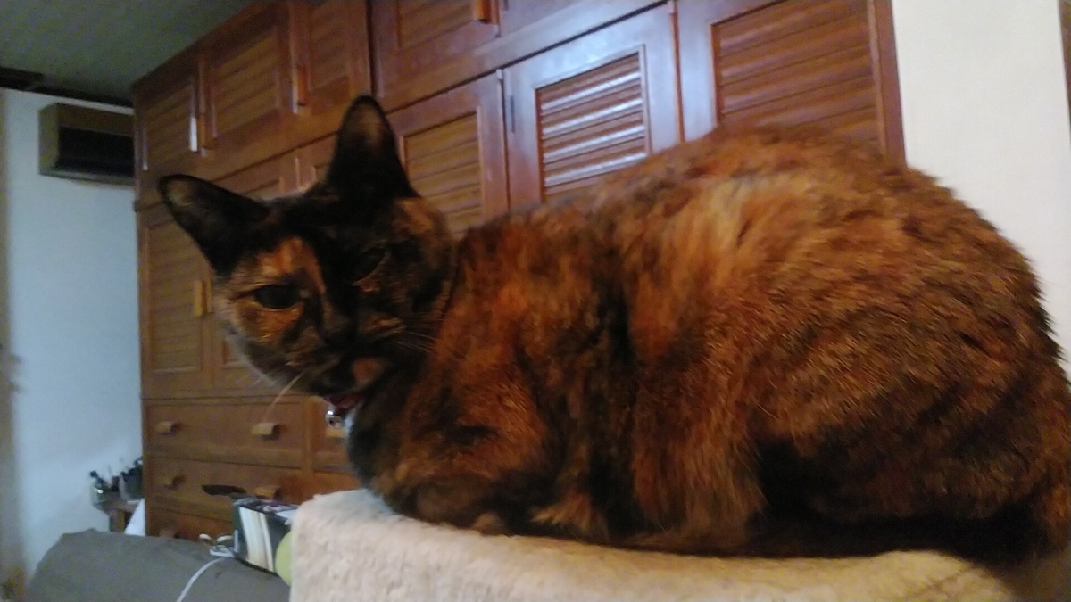 f:id:nyannkorinn:20220119171812j:plain