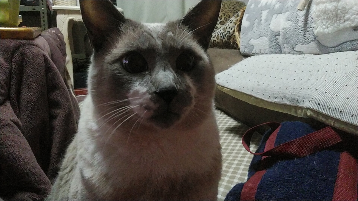 f:id:nyannkorinn:20220119190011j:plain