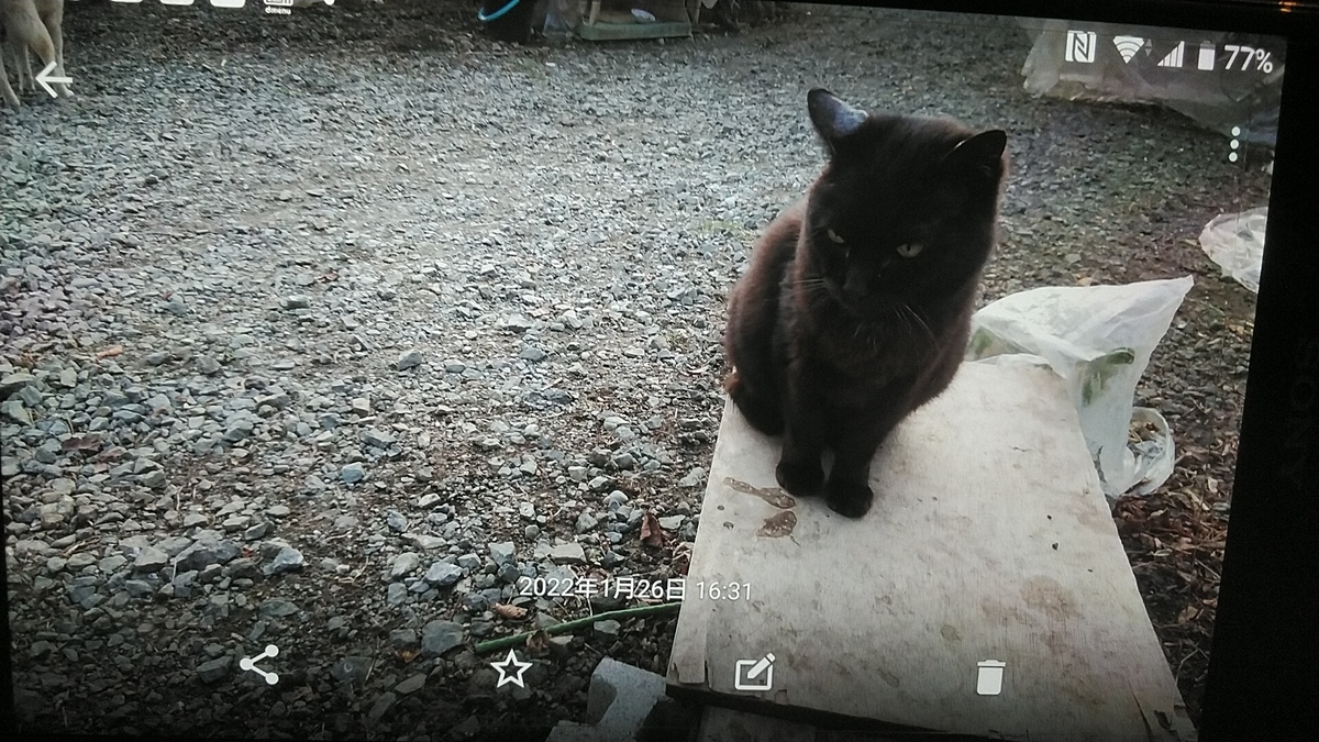 f:id:nyannkorinn:20220126172351j:plain