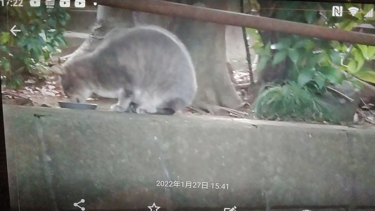 f:id:nyannkorinn:20220127172242j:plain