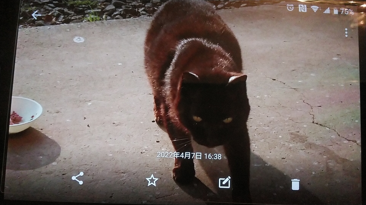 f:id:nyannkorinn:20220407181437j:plain