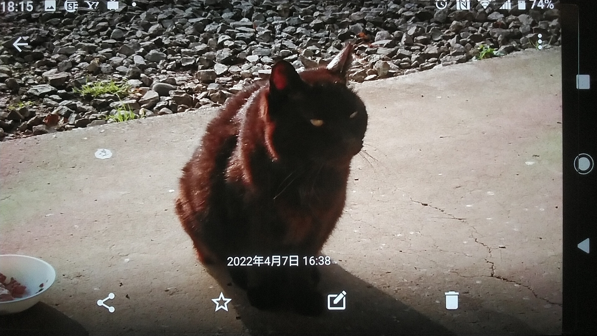 f:id:nyannkorinn:20220407181531j:plain