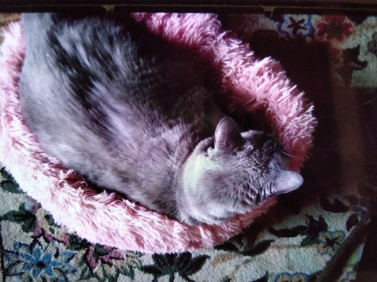 ☆紫の株猫優待☆ Sakura loves her boss cat daddy🐈💛 - YouTube
