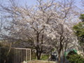 自宅近辺の桜