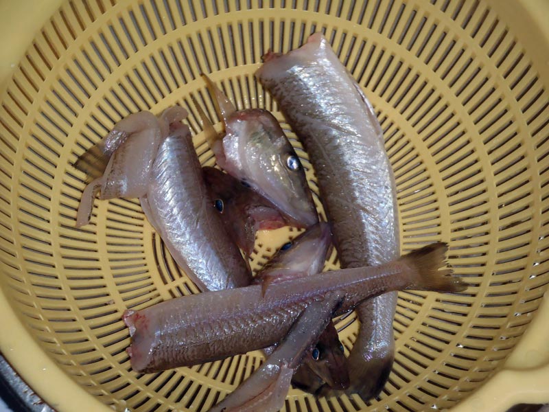 f:id:nyantame:20201009211022j:plain