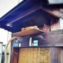 f:id:nyantoro:20121008173319j:image