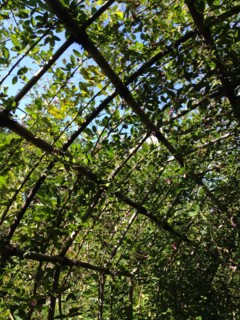 f:id:nyantoro:20121008180046j:image