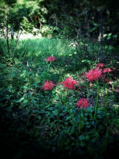 f:id:nyantoro:20121008180051j:image