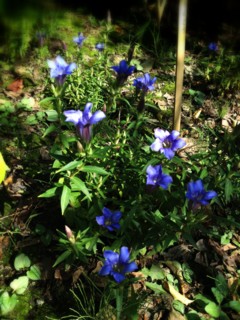 f:id:nyantoro:20121008180054j:image