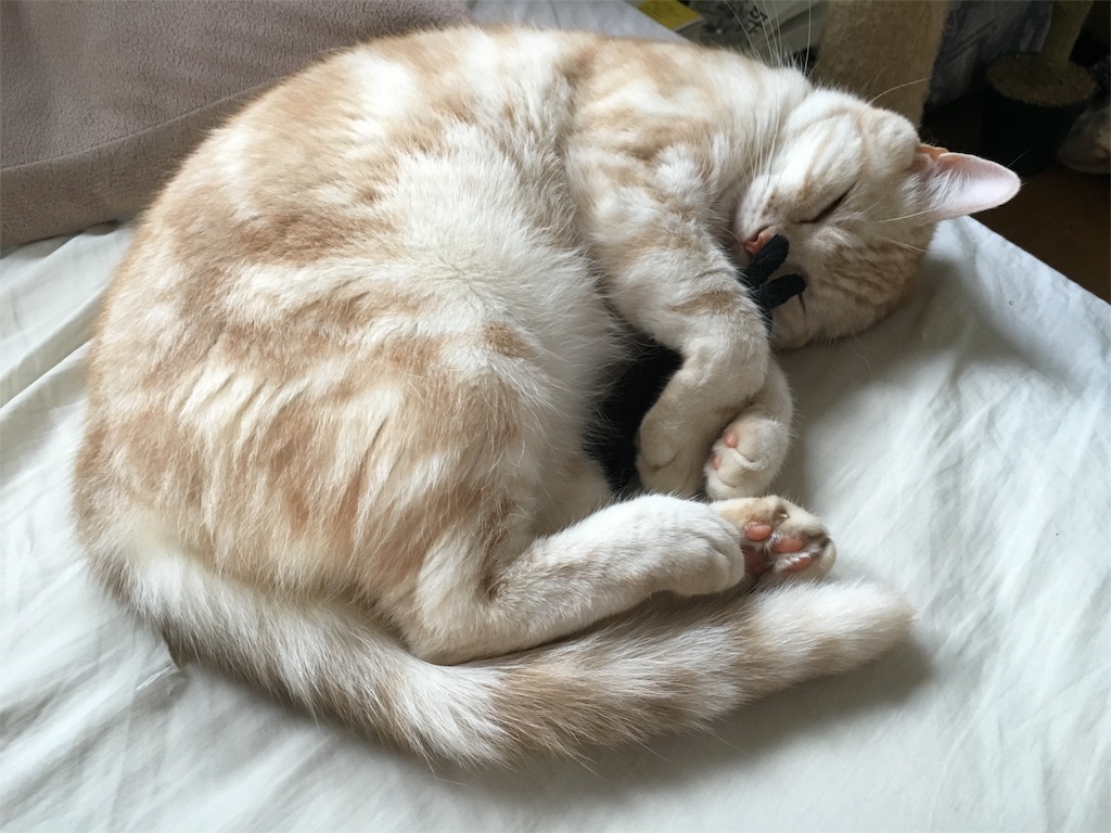 f:id:nyaon0511:20161006160147j:image