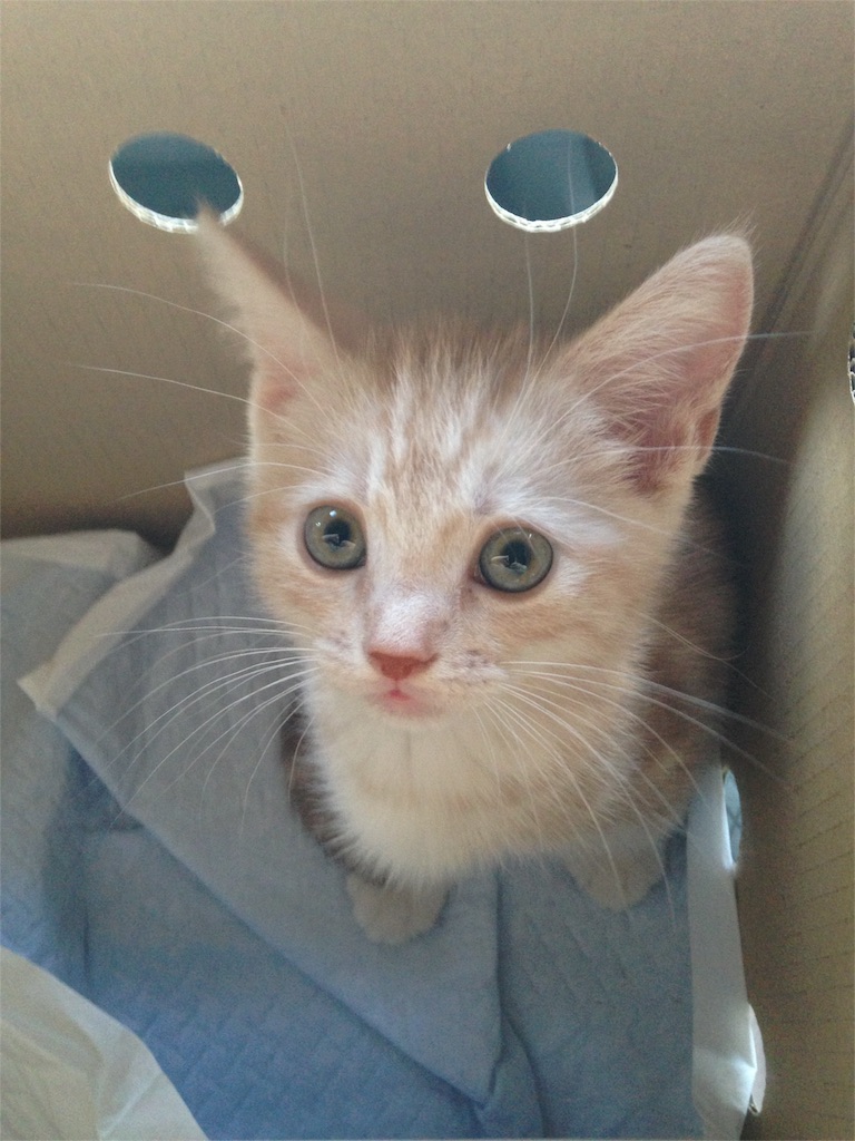 f:id:nyaon0511:20161006160225j:image