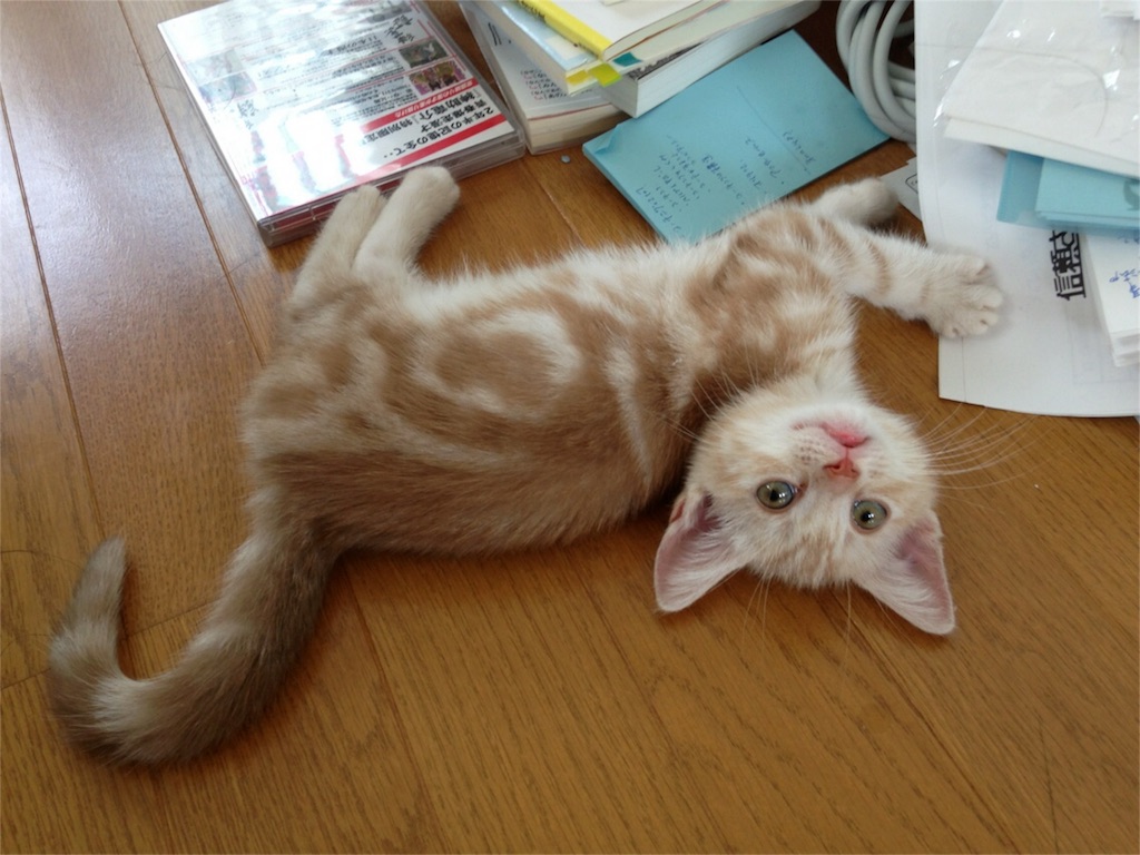 f:id:nyaon0511:20161006160309j:image