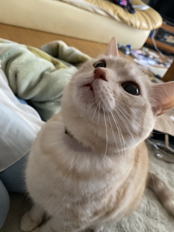 f:id:nyaon0511:20210119113015j:plain