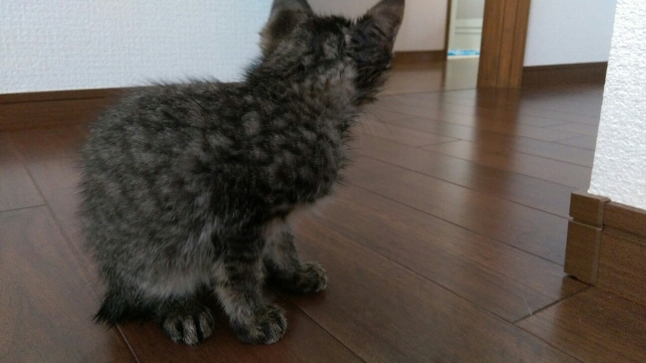 f:id:nyarome12:20160720152755j:image f:id:nyarome12:20160720152755j:image