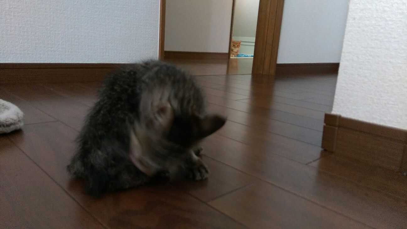 f:id:nyarome12:20160720152849j:image f:id:nyarome12:20160720152849j:image