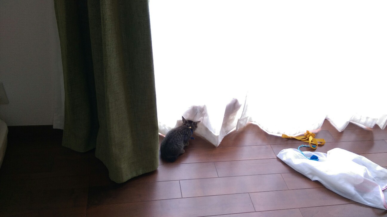 f:id:nyarome12:20160722202617j:image f:id:nyarome12:20160722202617j:image