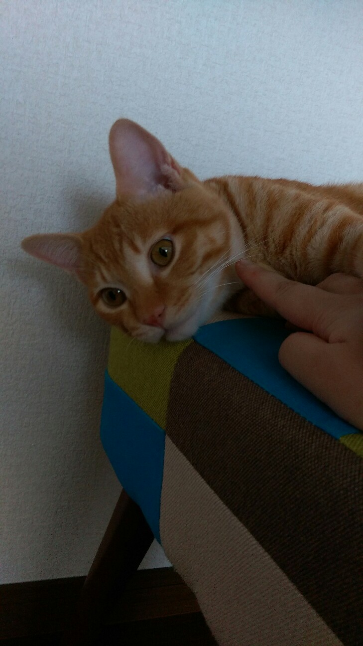 f:id:nyarome12:20160723131713j:image f:id:nyarome12:20160723131713j:image