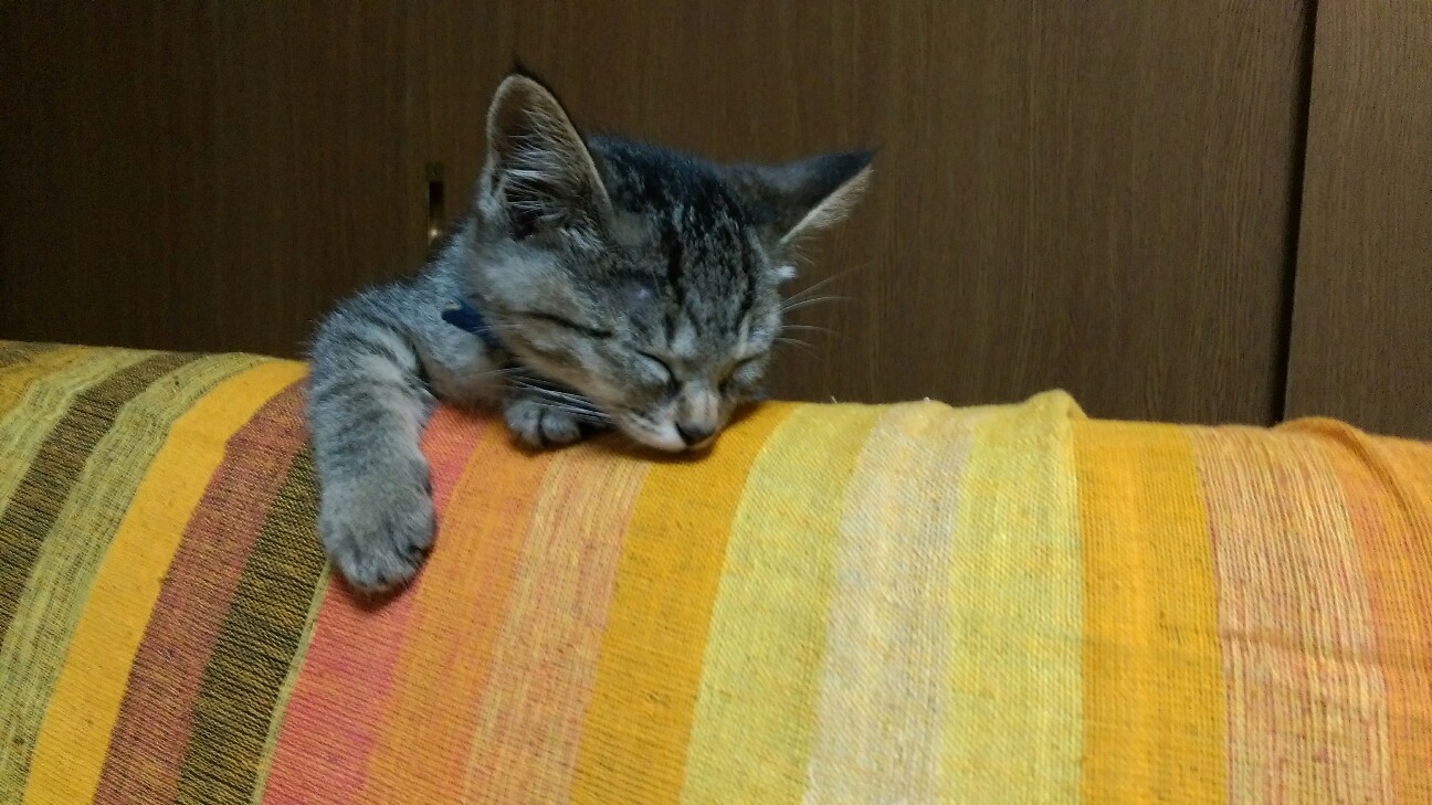 f:id:nyarome12:20160723153637j:image f:id:nyarome12:20160723153637j:image