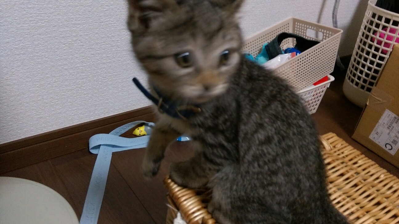 f:id:nyarome12:20160726183453j:image f:id:nyarome12:20160726183453j:image