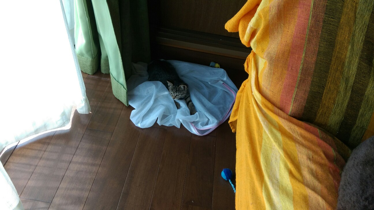 f:id:nyarome12:20160806143037j:image f:id:nyarome12:20160806143037j:image