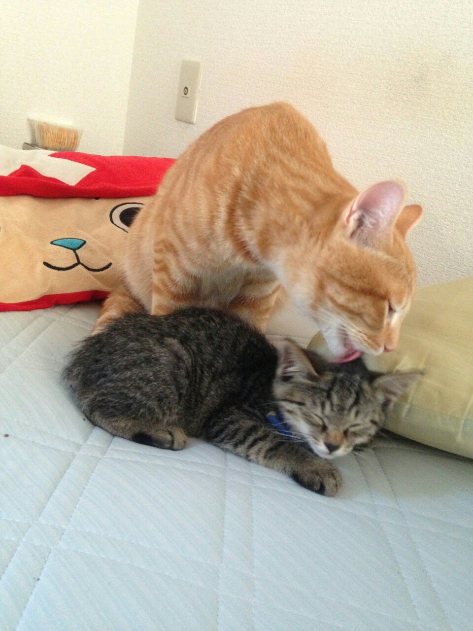 f:id:nyarome12:20160806164404j:image f:id:nyarome12:20160806164404j:image