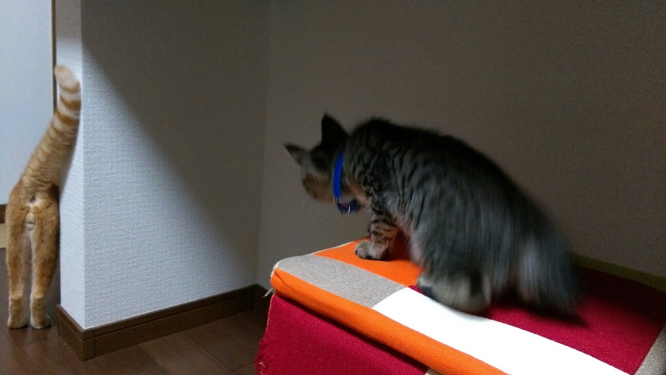 f:id:nyarome12:20160806171037j:image f:id:nyarome12:20160806171037j:image