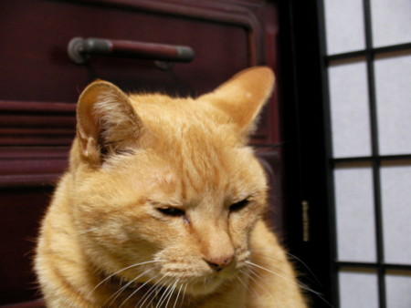 f:id:nyarow250:20060505000112j:image f:id:nyarow250:20060505000112j:image