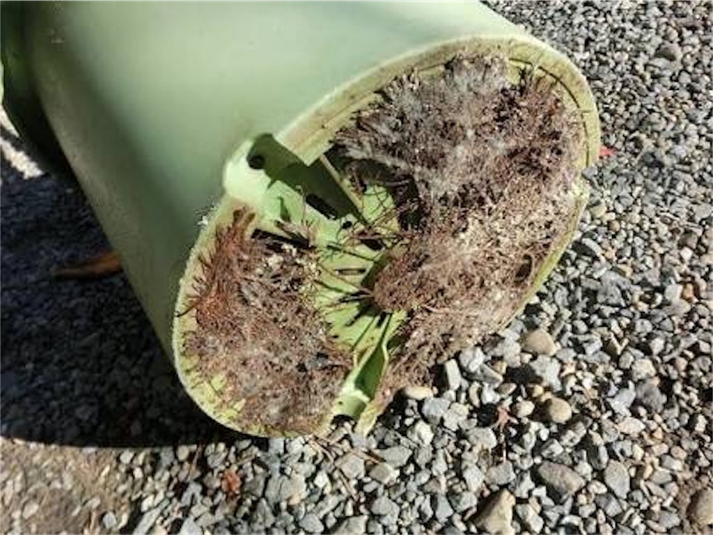 植え替え後の観葉植物にトラブル にゃるこ 前を向いて