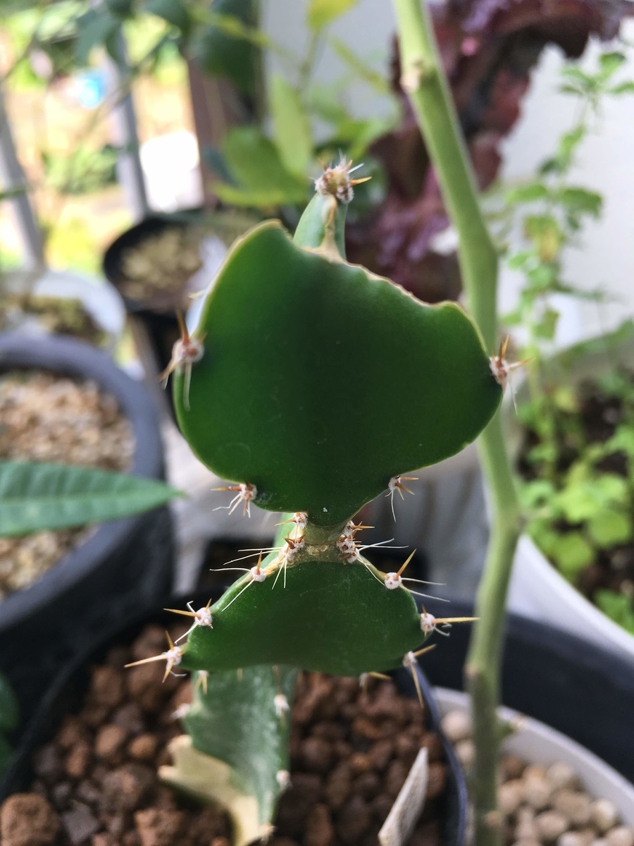 f:id:nyasan-harvest:20191127120821j:plain f:id:nyasan-harvest:20191127120821j:plain