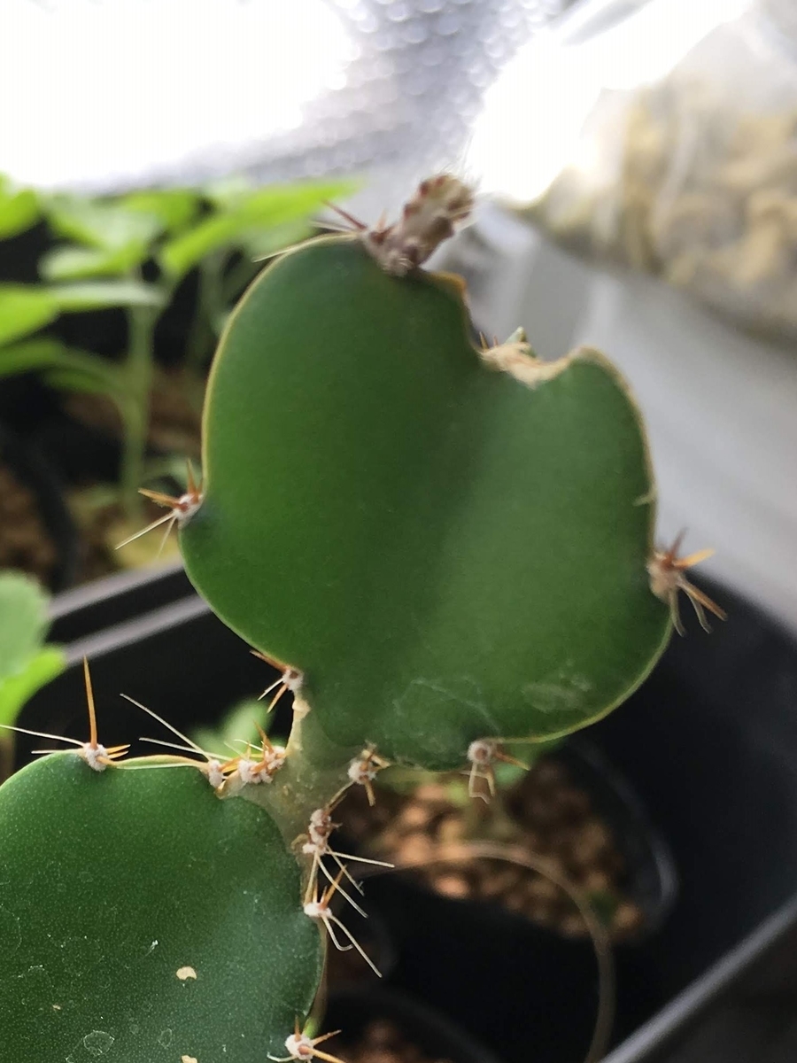 f:id:nyasan-harvest:20191127120853j:plain f:id:nyasan-harvest:20191127120853j:plain