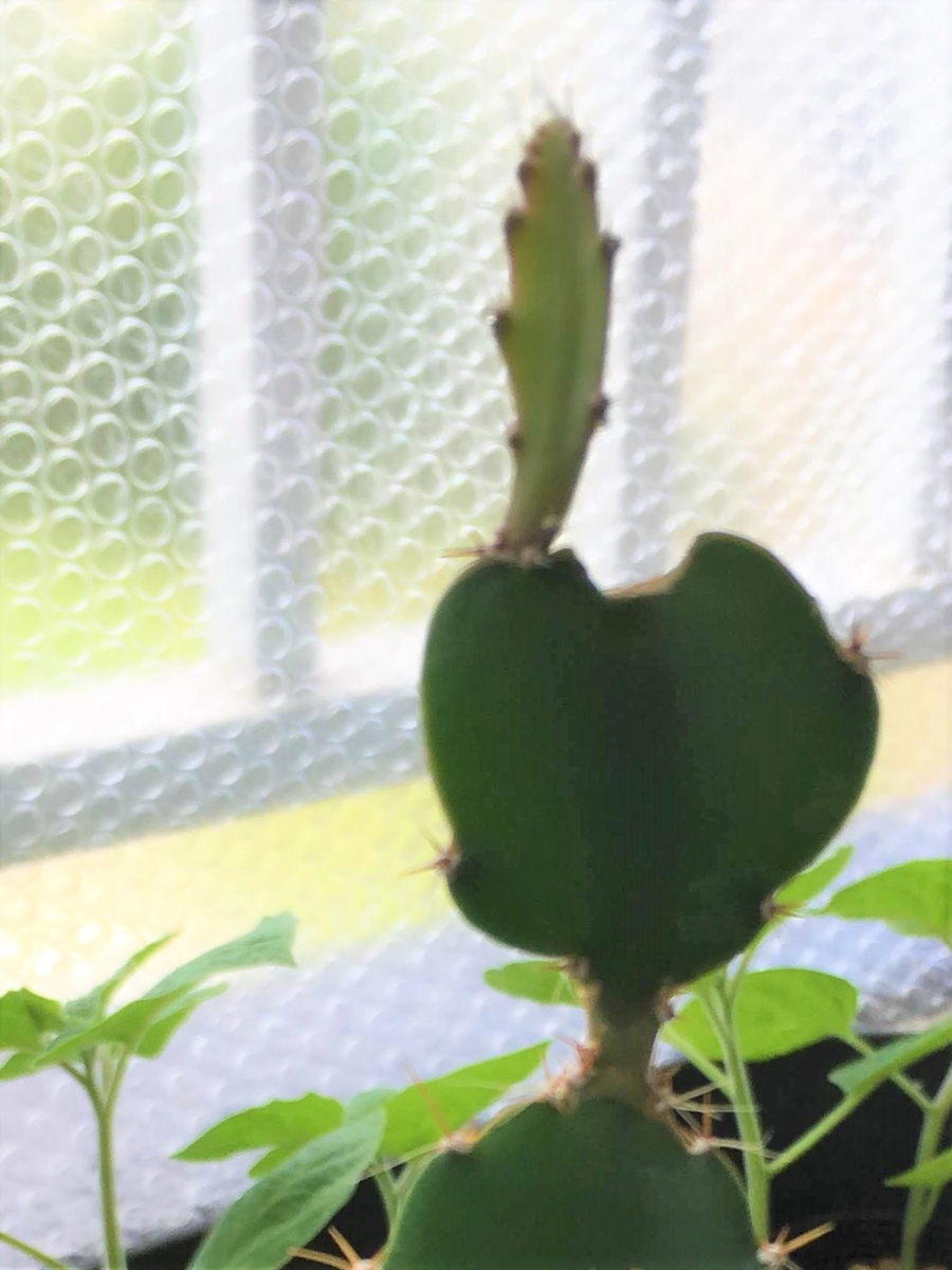 f:id:nyasan-harvest:20191127120911j:plain f:id:nyasan-harvest:20191127120911j:plain