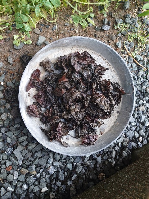 f:id:nyasan-harvest:20210329124253j:image f:id:nyasan-harvest:20210329124253j:image