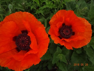 f:id:nykanjin:20180615225706j:plain f:id:nykanjin:20180615225706j:plain
