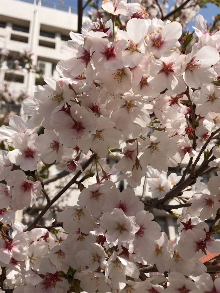 f:id:nykdyabe:20190327114017j:image